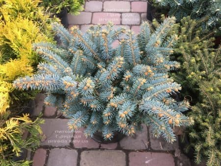 Ель Глаука Глобоза (Picea pungens Glauca Globosa) ФОТО Питомник растений Природа (17)