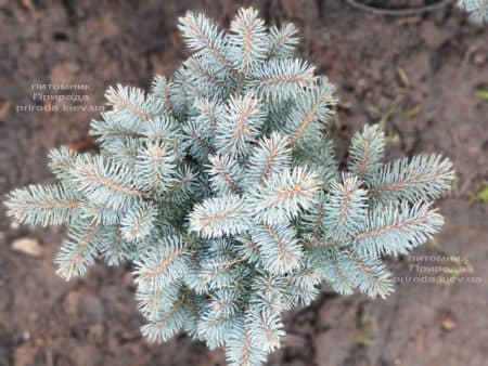 Ель Глаука Глобоза (Picea pungens Glauca Globosa) ФОТО Питомник растений Природа (18)