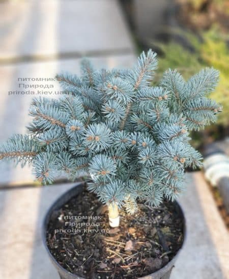 Ялина Глаука Глобоза (Picea pungens Glauca Globosa) ФОТО Розплідник рослин Природа (19)