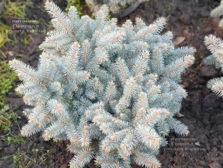 Ель Глаука Глобоза (Picea pungens Glauca Globosa) ФОТО Питомник растений Природа (20)