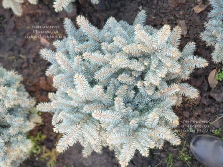 Ель Глаука Глобоза (Picea pungens Glauca Globosa) ФОТО Питомник растений Природа (21)