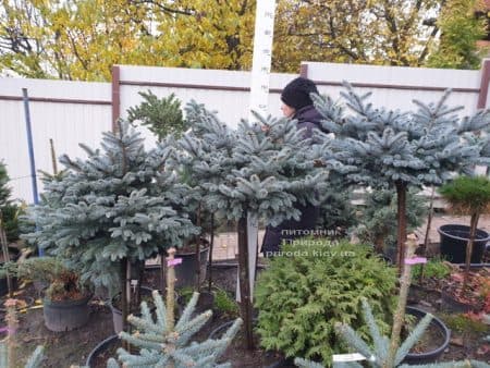 Ялина блакитна Глаука Глобоза (Picea pungens Glauca Globosa) на штамбі ФОТО Розплідник рослин Природа (10)