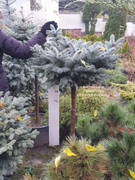 Ялина блакитна Глаука Глобоза (Picea pungens Glauca Globosa) на штамбі ФОТО Розплідник рослин Природа (11)