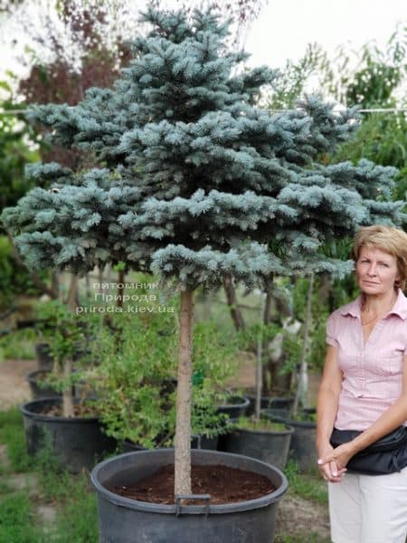 Ялина блакитна Глаука Глобоза (Picea pungens Glauca Globosa) на штамбі ФОТО Розплідник рослин Природа (5)