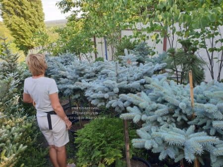 Ель голубая Глаука Глобоза (Picea pungens Glauca Globosa) на штамбе ФОТО Питомник растений Природа (6)