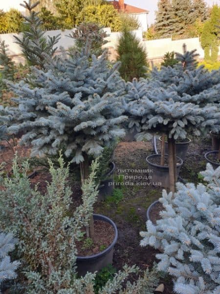 Ель голубая Глаука Глобоза (Picea pungens Glauca Globosa) на штамбе ФОТО Питомник растений Природа (7)