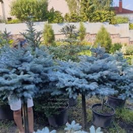 Ялина блакитна Глаука Глобоза (Picea pungens Glauca Globosa) на штамбі ФОТО Розплідник рослин Природа (8)