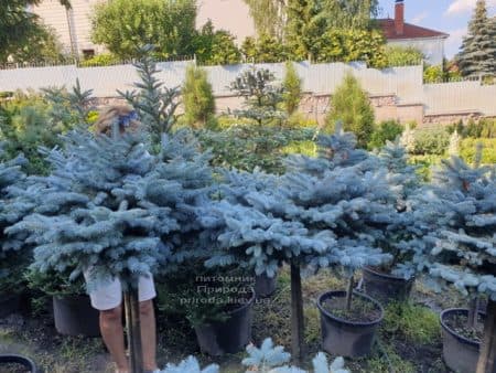 Ялина блакитна Глаука Глобоза (Picea pungens Glauca Globosa) на штамбі ФОТО Розплідник рослин Природа (8)