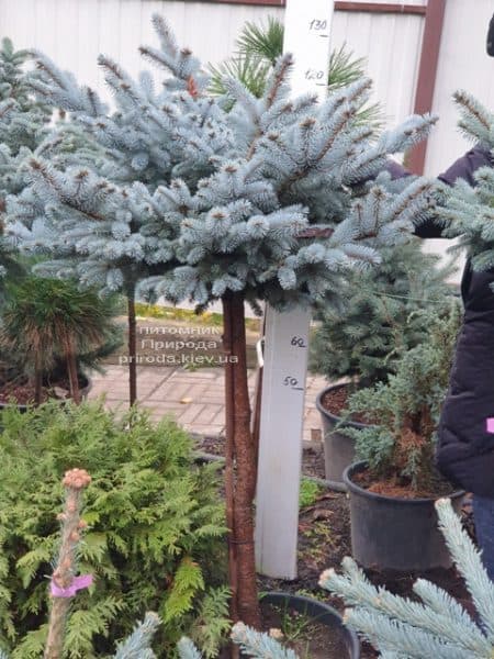 Ель голубая Глаука Глобоза (Picea pungens Glauca Globosa) на штамбе ФОТО Питомник растений Природа (9)