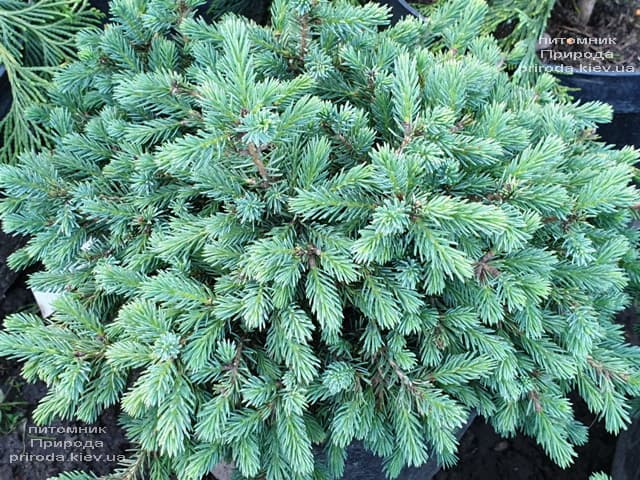 Ель канадская (сизая) Нана (Picea glauca Nana) ФОТО Питомник растений Природа (1)