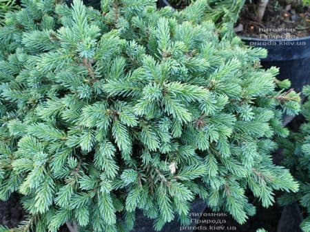 Ялина канадська (сиза) Нана (Picea glauca Nana) ФОТО Розплідник рослин Природа