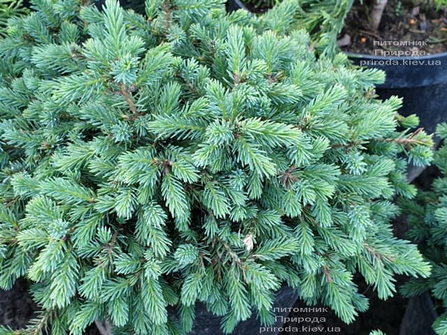 Ель канадская (сизая) Нана (Picea glauca Nana) ФОТО Питомник растений Природа