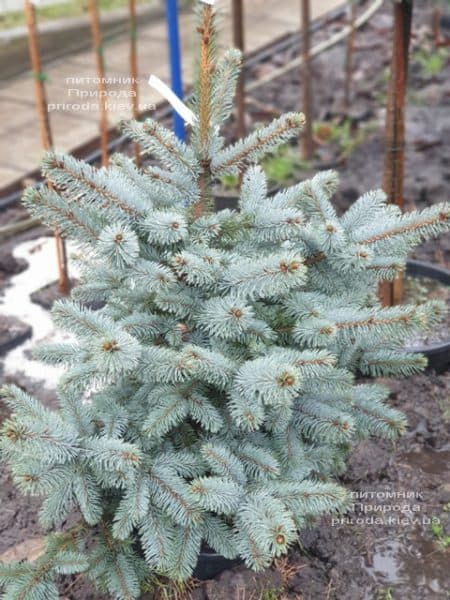 Ялина блакитна Ольденбург (Picea pungens Oldenburg) ФОТО Розплідник рослин Природа (1)