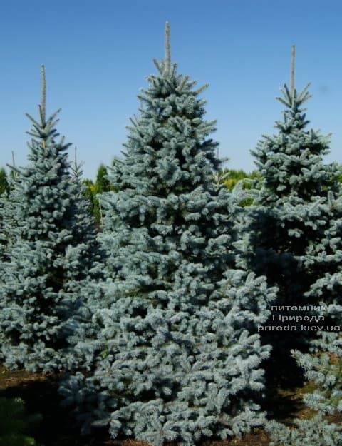Ялина блакитна Ольденбург (Picea pungens Oldenburg) ФОТО Розплідник рослин Природа (3)
