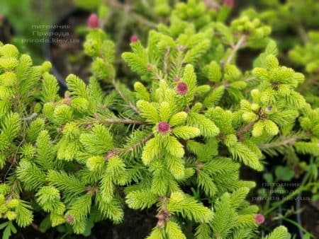 Ель обыкновенная Пуш (Picea abies Pusch) ФОТО Питомник растений Природа (10)