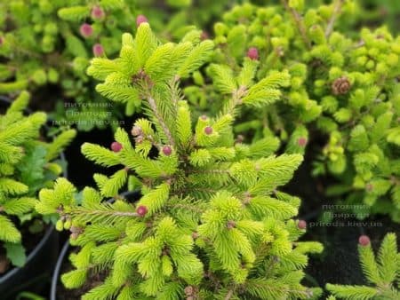 Ель обыкновенная Пуш (Picea abies Pusch) ФОТО Питомник растений Природа (11)