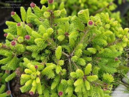 Ялина звичайна Пуш (Picea abies Pusch) ФОТО Розплідник рослин Природа (9)