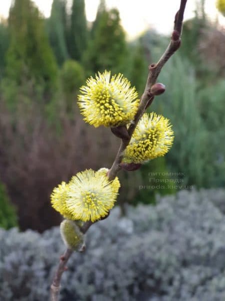 Верба козяча (Salix caprea) ФОТО Розплідник рослин Природа (2)