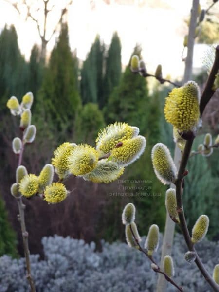 Верба козяча (Salix caprea) ФОТО Розплідник рослин Природа (6)