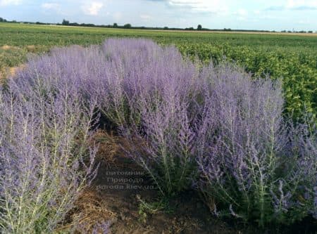 Перовська (Perovskia) ФОТО Розплідник рослин Природа (2)