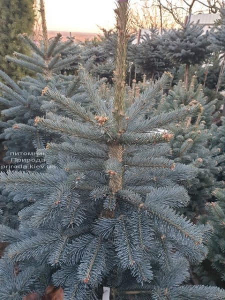 Ялиця гірська Аргентеа (Abies lasiocarpa Argentea) ФОТО Розплідник рослин Природа (4)