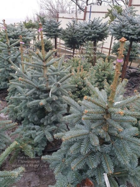 Ялиця гірська Аргентеа (Abies lasiocarpa Argentea) ФОТО Розплідник рослин Природа (6)