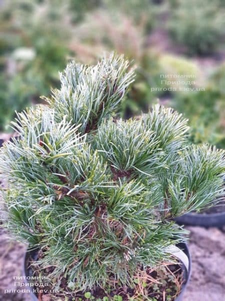 Сосна мелкоцветковая Темпельхоф (Pinus parviflora Tempelhof) ФОТО Питомник растений Природа (1)