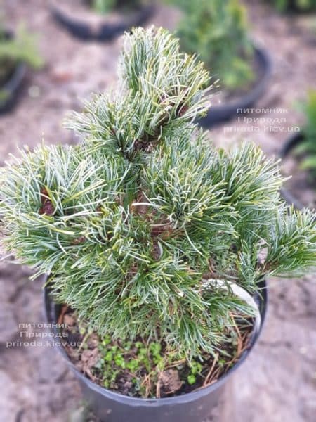 Сосна мелкоцветковая Темпельхоф (Pinus parviflora Tempelhof) ФОТО Розплідник рослин Природа (2)