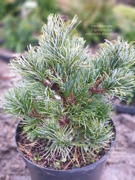 Сосна мелкоцветковая Темпельхоф (Pinus parviflora Tempelhof) ФОТО Розплідник рослин Природа (3)