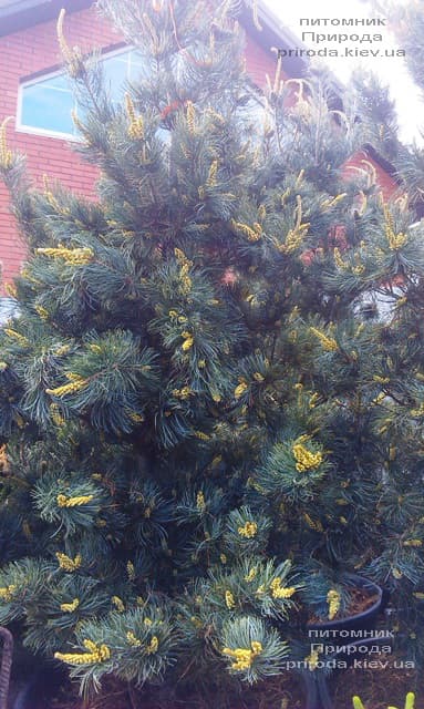 Сосна мелкоцветковая Темпельхоф (Pinus parviflora Tempelhof) ФОТО Розплідник рослин Природа (4)
