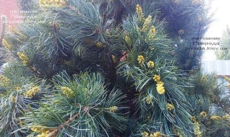 Сосна мелкоцветковая Темпельхоф (Pinus parviflora Tempelhof) ФОТО Питомник растений Природа (5)