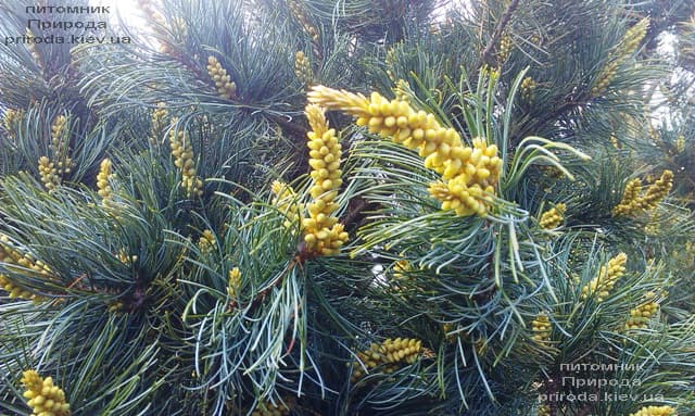 Сосна мелкоцветковая Темпельхоф (Pinus parviflora Tempelhof) ФОТО Розплідник рослин Природа (6)
