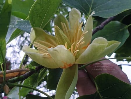 Тюльпановое дерево Лириодендрон (Liriodendron tulipifera) ФОТО Питомник растений Природа (18)