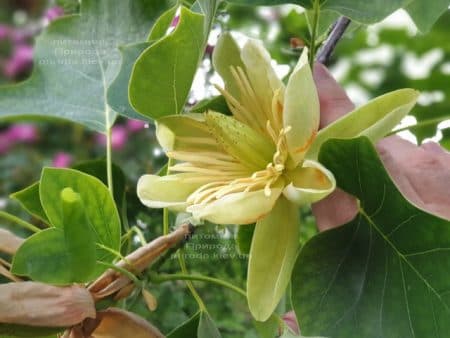 Тюльпанове дерево Ліріодендрон (Liriodendron tulipifera) ФОТО Розплідник рослин Природа (20)