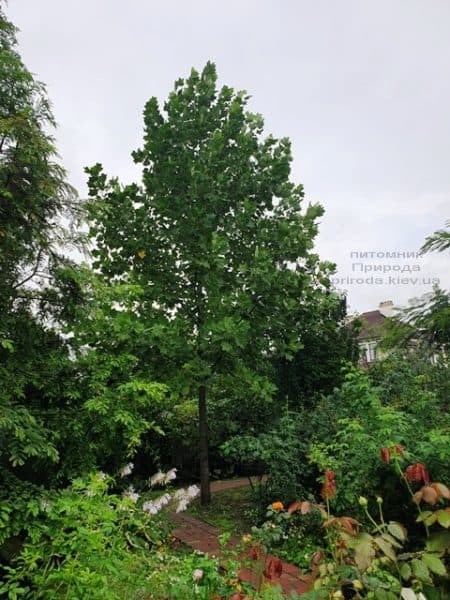 Тюльпановое дерево Лириодендрон (Liriodendron tulipifera) ФОТО Питомник растений Природа (22)