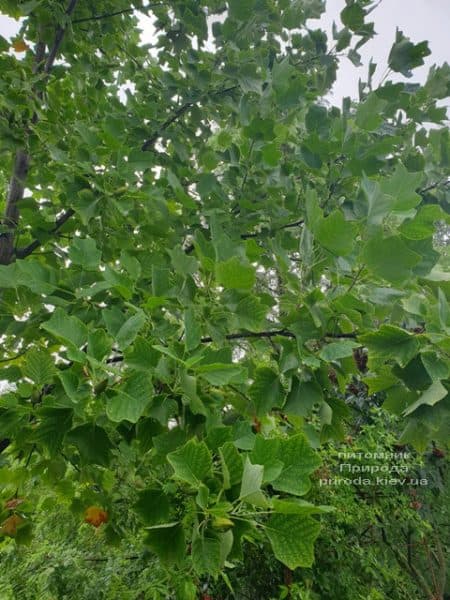 Тюльпанове дерево Ліріодендрон (Liriodendron tulipifera) ФОТО Розплідник рослин Природа (23)