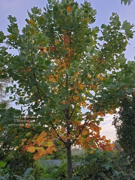 Тюльпанове дерево Ліріодендрон (Liriodendron tulipifera) ФОТО Розплідник рослин Природа (24)