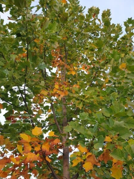 Тюльпанове дерево Ліріодендрон (Liriodendron tulipifera) ФОТО Розплідник рослин Природа (25)