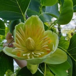 Тюльпанове дерево Ліріодендрон (Liriodendron tulipifera) ФОТО Розплідник рослин Природа (26)