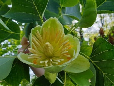 Тюльпановое дерево Лириодендрон (Liriodendron tulipifera) ФОТО Питомник растений Природа (26)