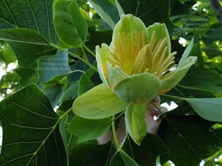 Тюльпанове дерево Ліріодендрон (Liriodendron tulipifera) ФОТО Розплідник рослин Природа (27)