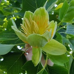 Тюльпанове дерево Ліріодендрон (Liriodendron tulipifera) ФОТО Розплідник рослин Природа (28)