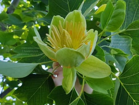 Тюльпанове дерево Ліріодендрон (Liriodendron tulipifera) ФОТО Розплідник рослин Природа (28)