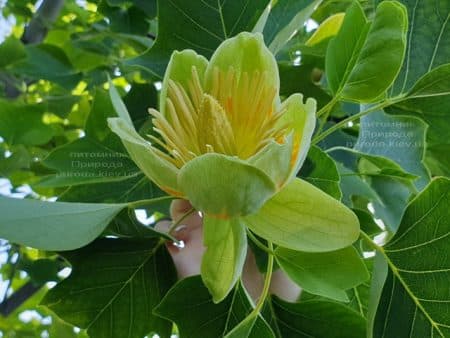 Тюльпановое дерево Лириодендрон (Liriodendron tulipifera) ФОТО Питомник растений Природа (28)