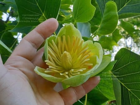 Тюльпанове дерево Ліріодендрон (Liriodendron tulipifera) ФОТО Розплідник рослин Природа (29)