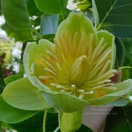 Тюльпановое дерево Лириодендрон (Liriodendron tulipifera) ФОТО Питомник растений Природа (30)