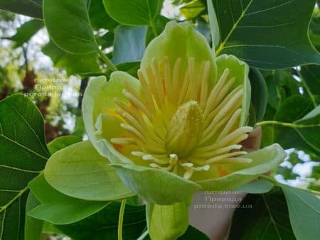 Тюльпановое дерево Лириодендрон (Liriodendron tulipifera) ФОТО Питомник растений Природа (30)