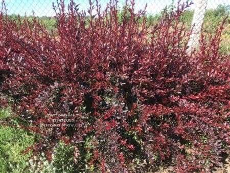 Барбарис Тунберга Рэд Чиф (Berberis thunbergii Red Chief) ФОТО Питомник растений Природа (1)