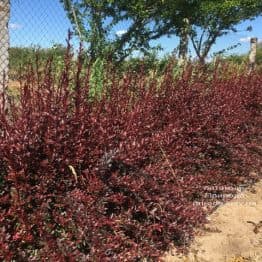 Барбарис Тунберга Ред Чіф (Berberis thunbergii Red Chief) ФОТО Розплідник рослин Природа (2)