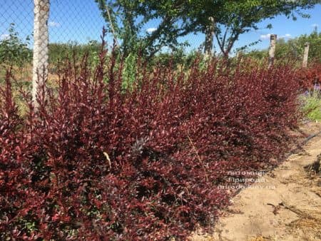 Барбарис Тунберга Рэд Чиф (Berberis thunbergii Red Chief) ФОТО Питомник растений Природа (2)